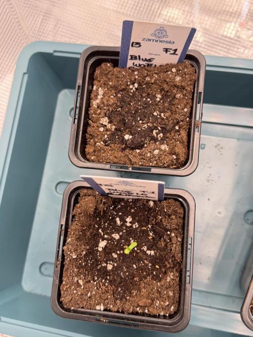 Pheo B Blue Waffle Haze F1 Zamnesia. Week 0 - soil