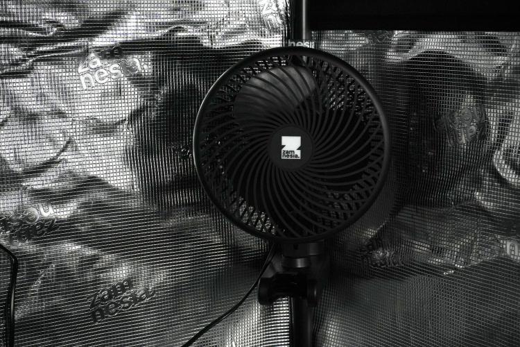 Pheo B Blue Waffle Haze F1 Zamnesia. Week 0 - Clip Fan
