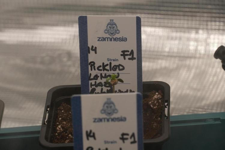Pickle Lemon Haze F1 Zamnesia Pheno A. Week 0 - Pickle Lemon Haze F1 Pheno A