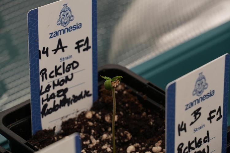 Pickle Lemon Haze F1 Zamnesia Pheno A. Week 0 - Pickle Lemon Haze F1 Pheno A