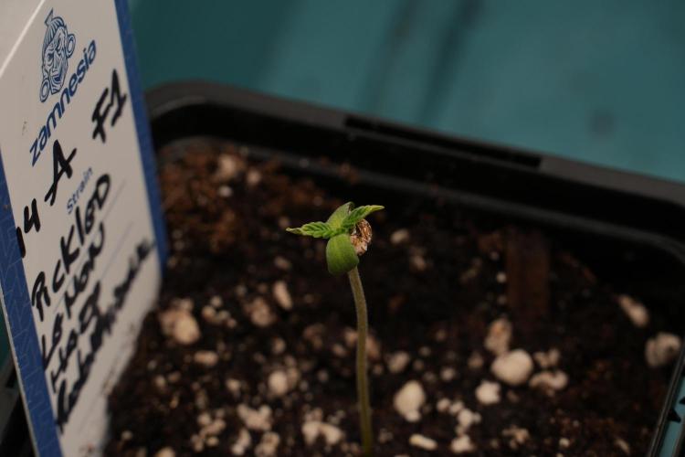Pickle Lemon Haze F1 Zamnesia Pheno A. Week 0 - Pickle Lemon Haze F1 Pheno A