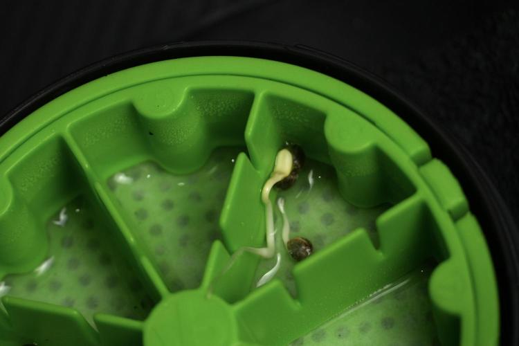 Pickle Lemon Haze F1 Zamnesia Pheno A. Week 0 - The Cannakan