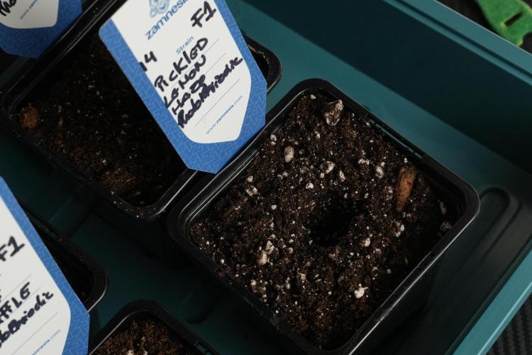Pickle Lemon Haze F1 Zamnesia Pheno A. Week 0 - Soil 