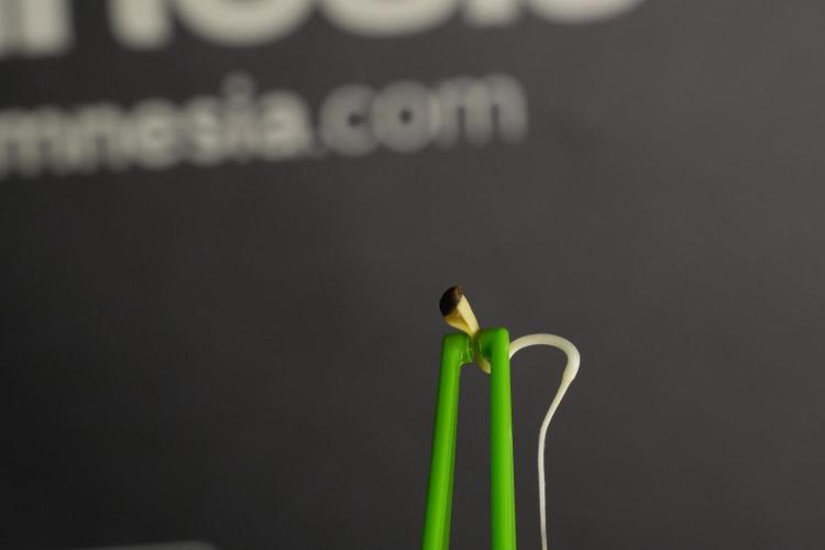 Pickle Lemon Haze F1 Zamnesia Pheno A. Week 0 - Pickle Lemon Haze F1 Pheno A root tail