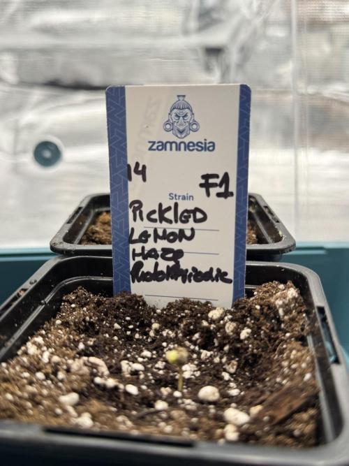 Pickle Lemon Haze F1 Zamnesia Pheno A. Week 0 - Pickle Lemon Haze F1 Pheno A in soil