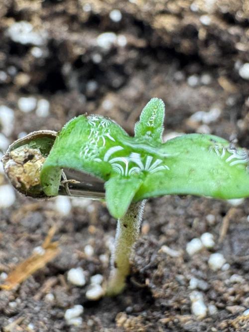 Pickle Lemon Haze F1 Zamnesia Pheno A. Week 0 - Pickle Lemon Haze F1 Pheno A  out of the soil