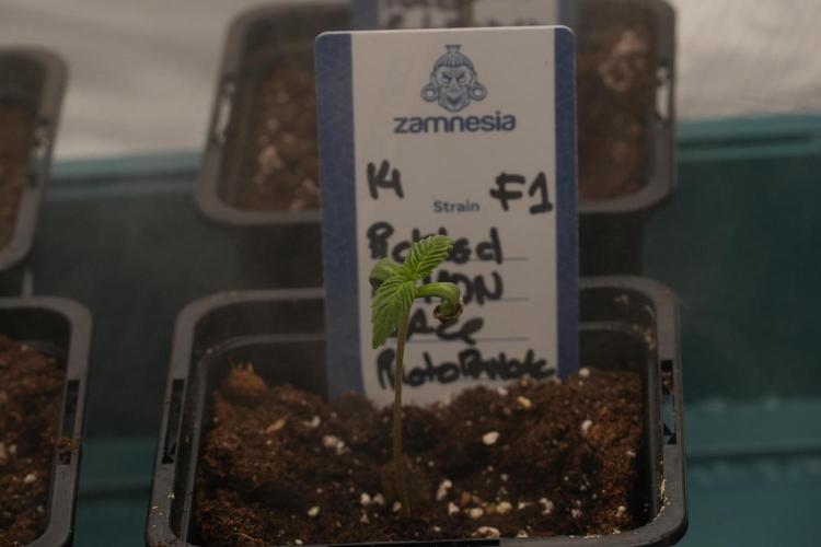 Pheno B Pickle Lemon Haze F1 Zamnesia. Week 0 - Pickle Lemon Haze Pheno A