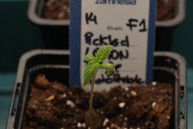 Pheno B Pickle Lemon Haze F1 Zamnesia. Week 0 - Pickle Lemon Haze Pheno A