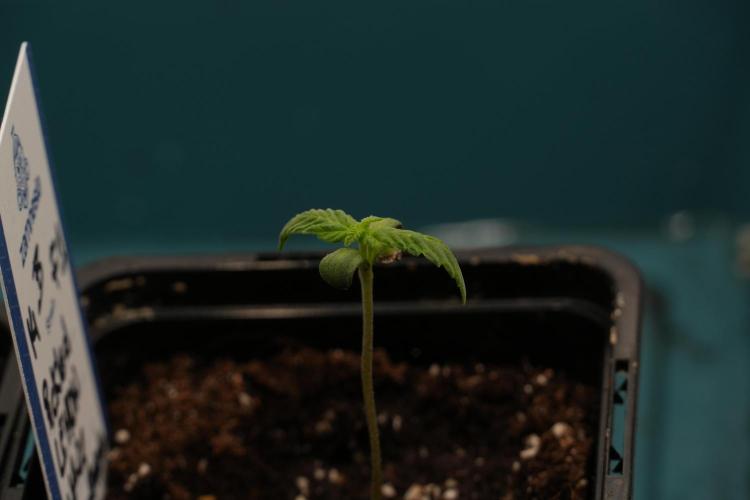 Pheno B Pickle Lemon Haze F1 Zamnesia. Week 0 - Pickle Lemon Haze Pheno A