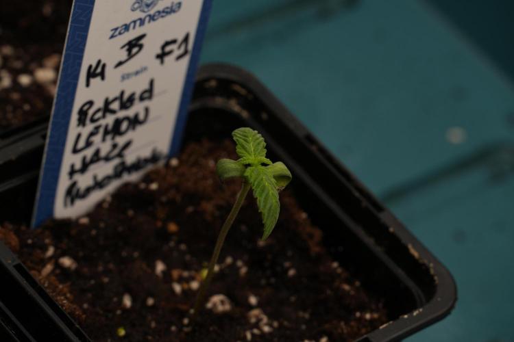 Pheno B Pickle Lemon Haze F1 Zamnesia. Week 0 - Pickle Lemon Haze Pheno A