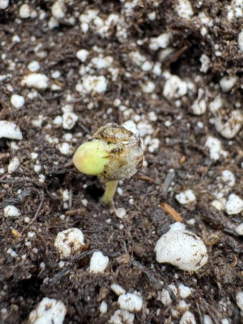 Pheno B Pickle Lemon Haze F1 Zamnesia. Week 0 - Pickle Lemon Haze Pheno A out of the soil