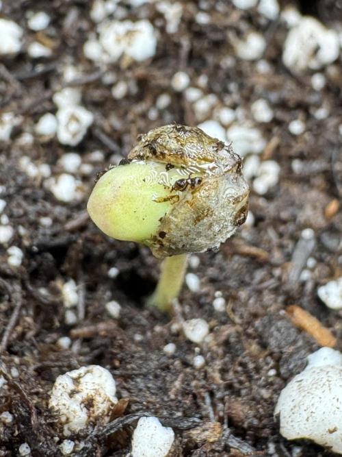 Pheno B Pickle Lemon Haze F1 Zamnesia. Week 0 - Pickle Lemon Haze Pheno A out of the soil