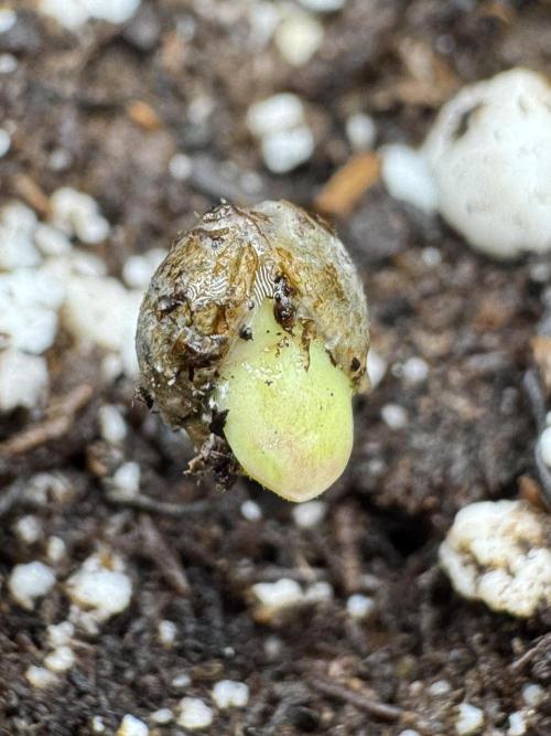 Pheno B Pickle Lemon Haze F1 Zamnesia. Week 0 - Pickle Lemon Haze Pheno A out of the soil