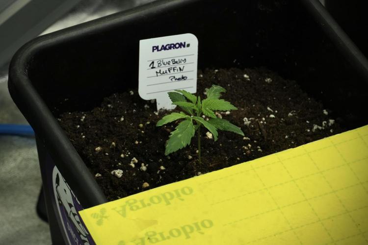 Blueberry  Muffin by Zamnesia Pheno A. Week 2 - BBM - A