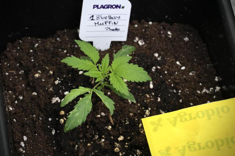 Blueberry  Muffin by Zamnesia Pheno A. Week 2 - BBM - A