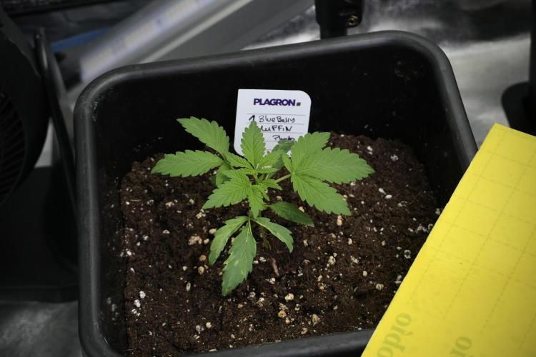 Blueberry  Muffin by Zamnesia Pheno A. Week 2 - BBM - A