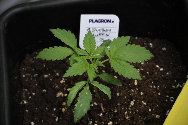 Blueberry  Muffin by Zamnesia Pheno A. Week 2 - BBM - A