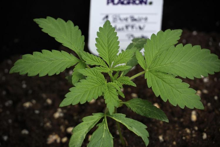Blueberry  Muffin by Zamnesia Pheno A. Week 2 - BBM - A