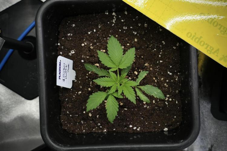 Blueberry  Muffin by Zamnesia Pheno A. Week 2 - BBM - A
