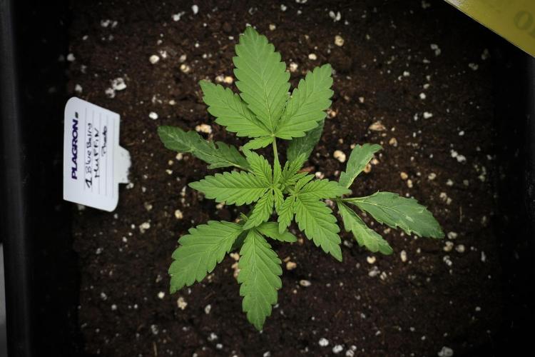 Blueberry  Muffin by Zamnesia Pheno A. Week 2 - BBM - A