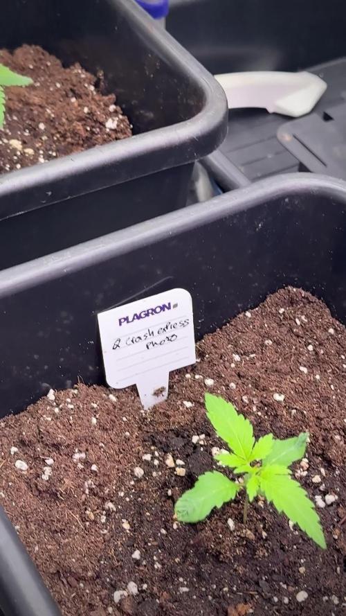 Blueberry Muffin by Zamnesia Pheno A