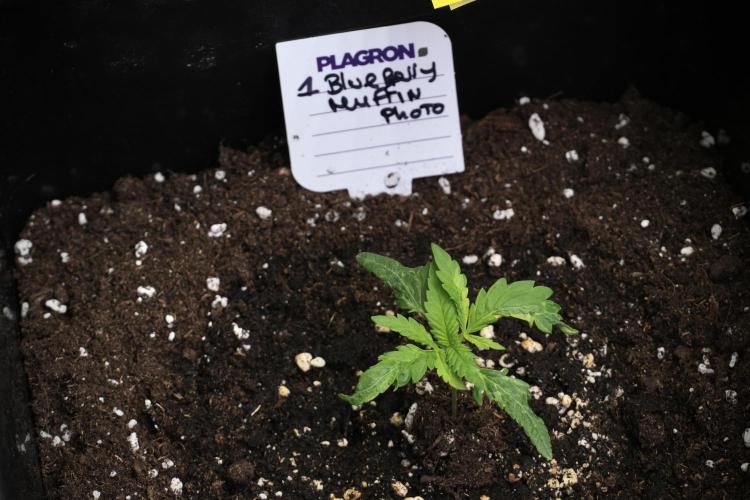 Pheno B Blueberry  Muffin by Zamnesia. Week 2 - BBM - B