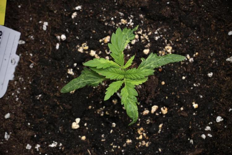 Pheno B Blueberry  Muffin by Zamnesia. Week 2 - BBM - B