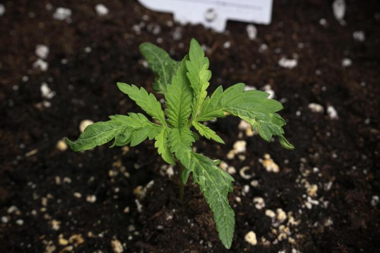 Pheno B Blueberry  Muffin by Zamnesia. Week 2 - BBM - B