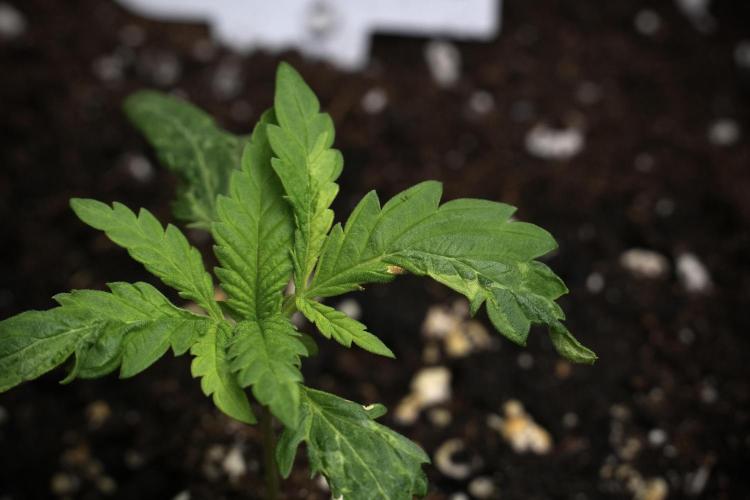 Pheno B Blueberry  Muffin by Zamnesia. Week 2 - BBM - B