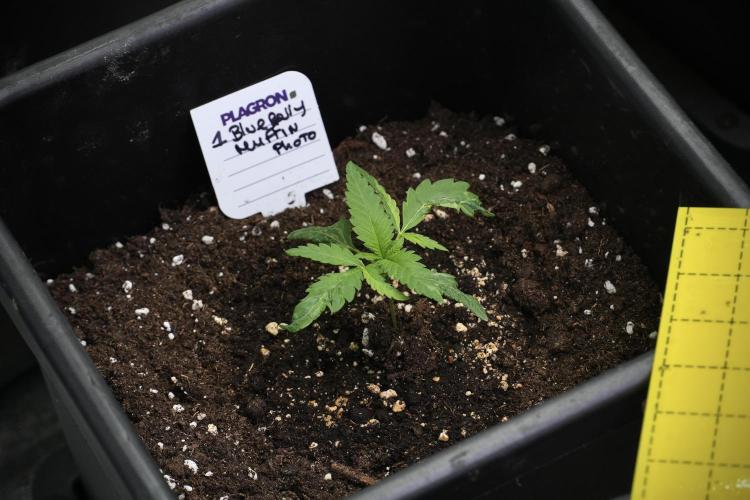 Pheno B Blueberry  Muffin by Zamnesia. Week 2 - BBM - B