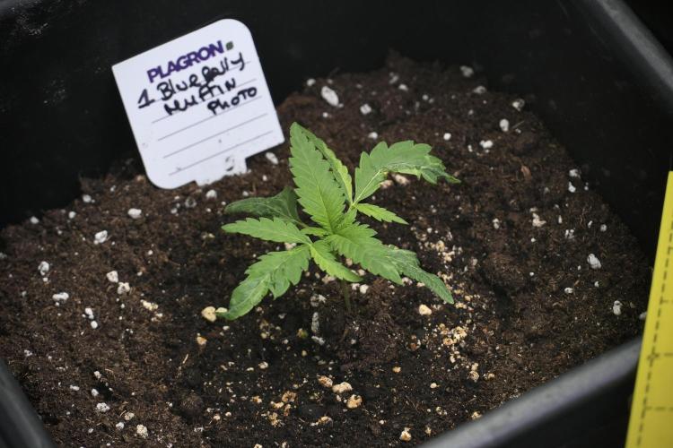 Pheno B Blueberry  Muffin by Zamnesia. Week 2 - BBM - B