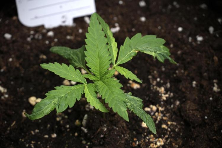 Pheno B Blueberry  Muffin by Zamnesia. Week 2 - BBM - B