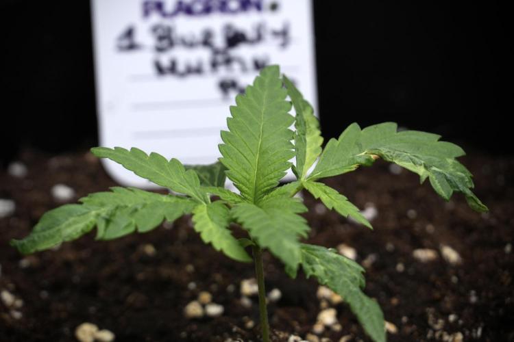 Pheno B Blueberry  Muffin by Zamnesia. Week 2 - BBM - B