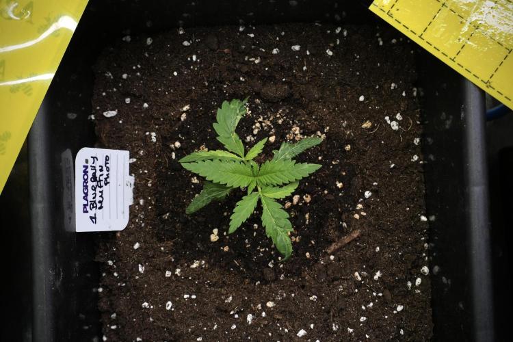 Pheno B Blueberry  Muffin by Zamnesia. Week 2 - BBM - B