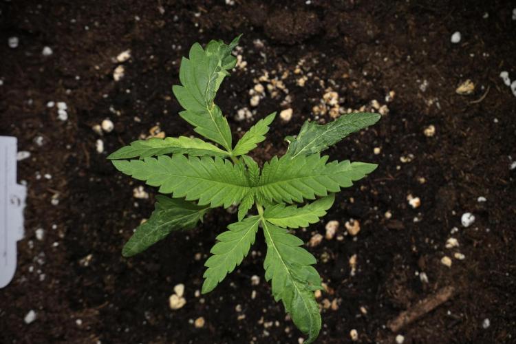 Pheno B Blueberry  Muffin by Zamnesia. Week 2 - BBM - B