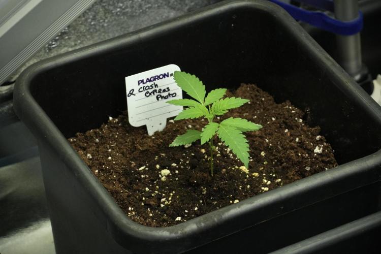 Cash Express By Zamnesia Pheno A. Week 2 - Cash Express Pheno A