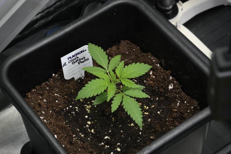 Cash Express By Zamnesia Pheno A. Week 2 - Cash Express Pheno A