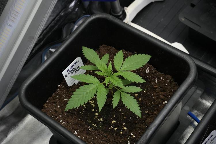 Cash Express By Zamnesia Pheno A. Week 2 - Cash Express Pheno A