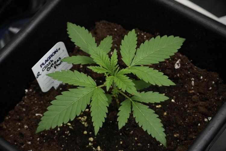 Cash Express By Zamnesia Pheno A. Week 2 - Cash Express Pheno A
