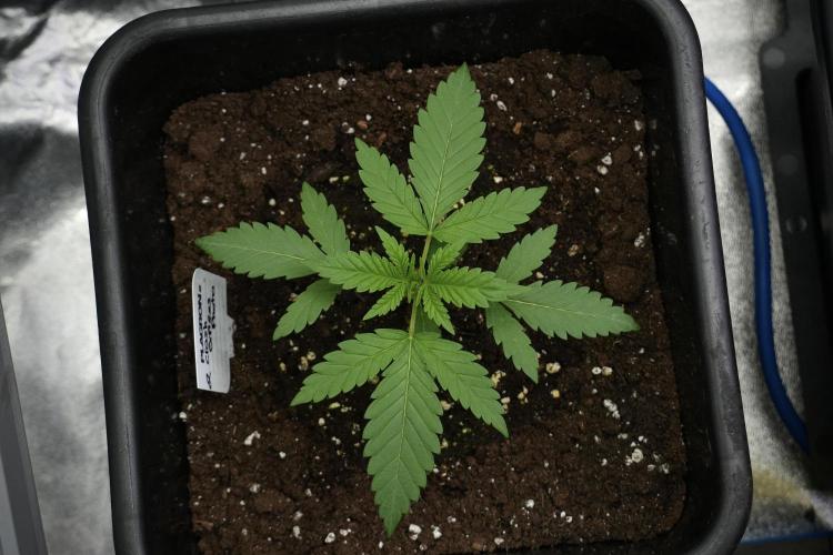 Cash Express By Zamnesia Pheno A. Week 2 - Cash Express Pheno A