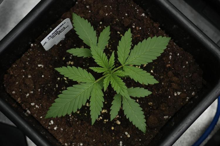 Cash Express By Zamnesia Pheno A. Week 2 - Cash Express Pheno A