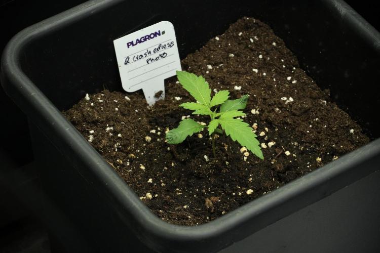 Pheno B Cash Express By Zamnesia. Week 2 - Pheno B Cash Express
