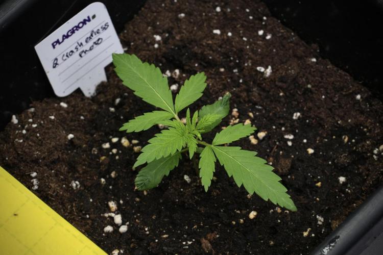 Pheno B Cash Express By Zamnesia. Week 2 - Pheno B Cash Express