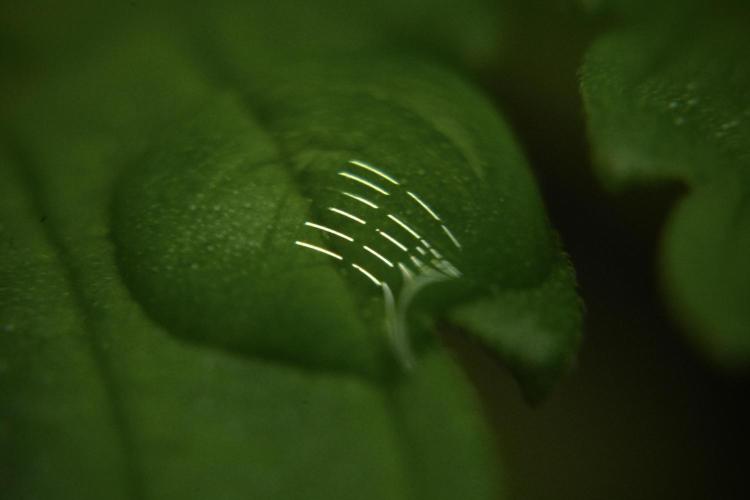 Pheno B Cash Express By Zamnesia. Week 2 - Macro photography Drop refection  