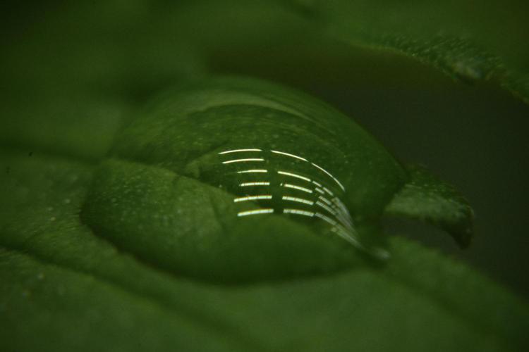 Pheno B Cash Express By Zamnesia. Week 2 - Macro photography Drop refection  