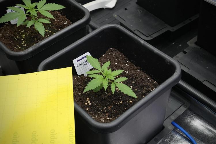 Pheno B Cash Express By Zamnesia. Week 2 - Pheno B Cash Express