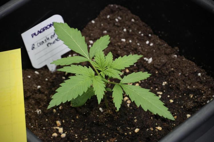 Pheno B Cash Express By Zamnesia. Week 2 - Pheno B Cash Express