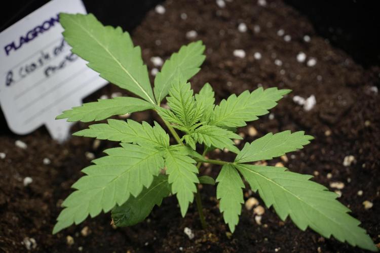 Pheno B Cash Express By Zamnesia. Week 2 - Pheno B Cash Express