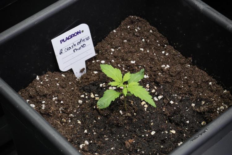 Pheno B Cash Express By Zamnesia. Week 2 - Pheno B Cash Express