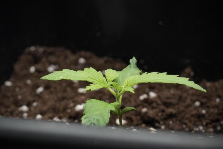 Pheno B Cash Express By Zamnesia. Week 2 - Pheno B Cash Express